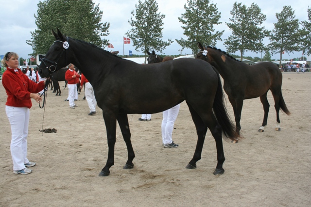 Ktl. 85, Finette af Holtegaard 208333OL0901149 - 23 p. - tilh. Rikke Bjerre, Hjørring